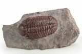 Red Morocops Trilobite - Hmar Laghdad, Morocco #311192-3